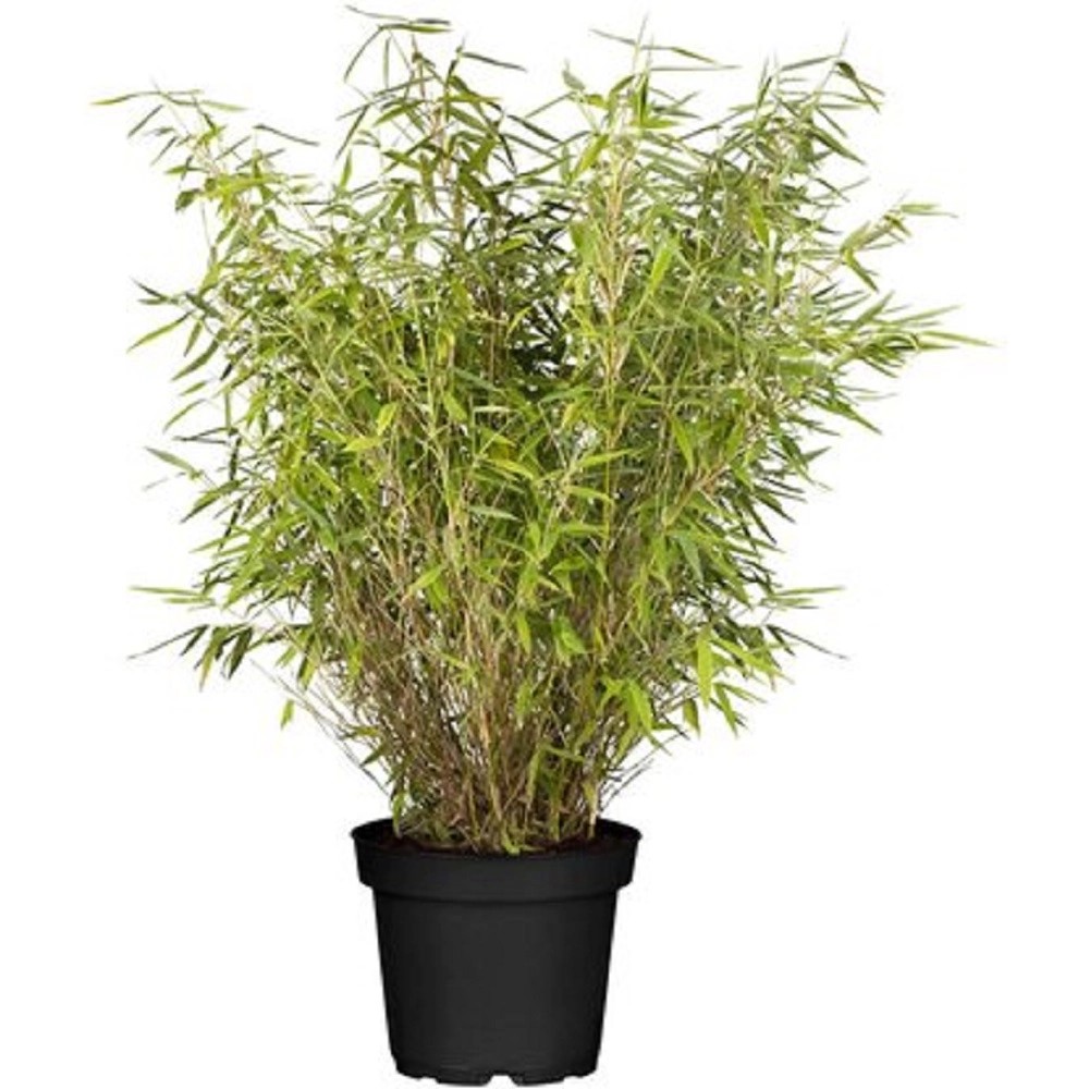 OBI Bambus (Fargesia murielae), výška 40 cm nakúpiť v OBI