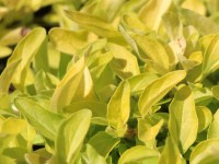 Pamajorán obyčajný 