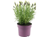 GROW by OBI Levanduľa smilovitá (Lavandula stoechas) 