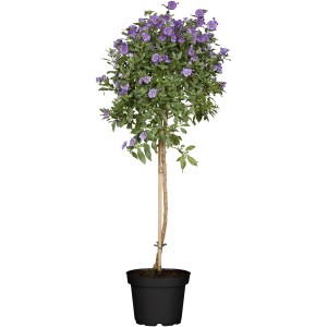 Enciánový stromček (Solanum rantonetii) v kvetináči s fialovými kvetmi. Ideálne pre balkóny a terasy.