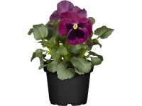 Grow by OBI Fialka záhradná (Viola wittrockiana) pr. 10,5 cm