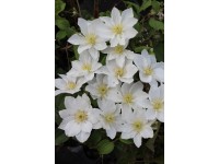 Plamienok (Clematis Hybride) 