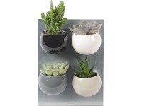 Mini sukulent v okrúhlom magnetickom kvetináči priemer kvetináča cca 6 cm