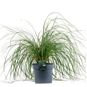 Kostrava maireova GROW by OBI v kvetináči, okrasná tráva do záhonov a kvetináčov.