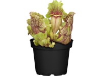 Saracénia priemer kvetináča cca 9 cm Sarracenia Saracénia priemer kvetináča cca 9 cm Sarracenia