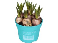 Modrica arménska (Muscari) 