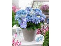 GROW by OBI Hortenzia latnatá (Hydrangea paniculata) 