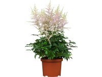 OBI Astilba japonská 