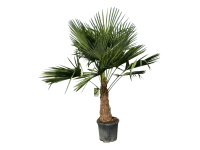 GROW by OBI Trachykarpus žinený (Trachycarpus fortunei), výška cca 180-200 cm