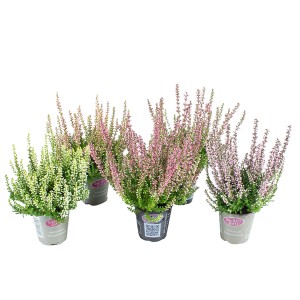Vres Gardengirls s nerozvinutými púčikmi v rôznych farbách v kvetináči (Ø 6 cm).