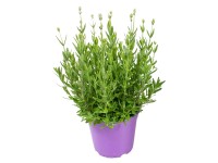 GROW by OBI Levanduľa úzkolistá (Lavandula angustifolia) biela kvetináč pr. 13cm