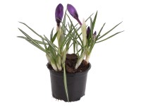 Šafrán priemer kvetináča cca 9 cm rôzne farby