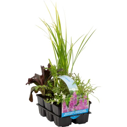 OBI Vodné rastliny voňavé balenie 6 ks priemer kvetináča cca 9 cm
