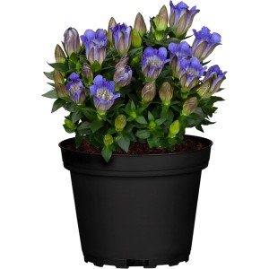 Horec záhradný v kvetináči s modro-bielymi kvetmi, priemer kvetináča cca 11 cm.
