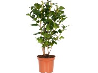 OBI Kamélia japonská 