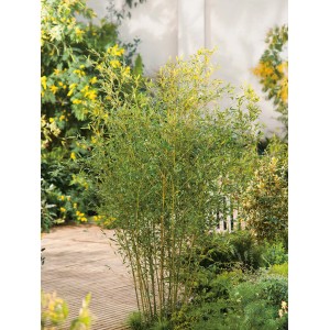 Stálezelený bambus Bisset (Phyllostachys bissetii) v kvetináči, ideálny ako ochrana súkromia.