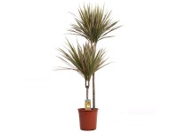 Royal Lemkes Dračinec (Dracaena marginata reflexa) 