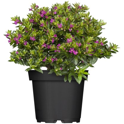 Hladenec (Cuphea), rôzne farby, pr. cca 10,5 cm