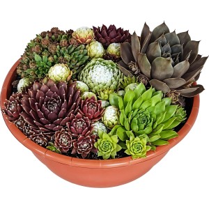 Skalnica v hnedej miske, priemer kvetináča cca 23 cm, rôzne druhy Sempervivum.