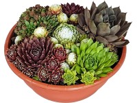 Aranžmán netraska (Sempervivum) v kvetináči, pr. cca 23 cm