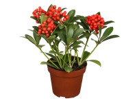 Landgard Skimia japonská (Skimmia japonica) 