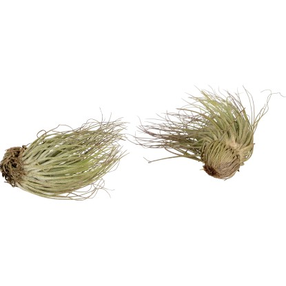 Tillandsia "Magnusiana"