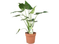 Alokzia (Alocasia zebrina), pr. kvetina cca 19 cm