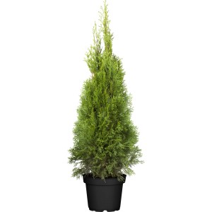 Smaragd Tuja v kvetináči, cca 80-100 cm vysoká, Tuja vhodná ako živý plot.