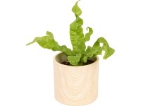 Malá zelená rastlina v keramickom kvetináči s kresbou dreva pr. cca 6 cm