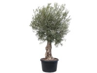 GROW by OBI Olivovník európsky (Olea europaea) na kmienku výška 150-175cm, 170 l