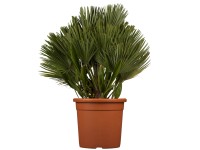 GROW by OBI Palmička nízka (Chamaerops humilis) 