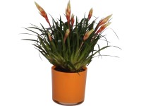 Aranžmán s vrízeou v sklenenom kvetináči priemer kvetináča cca 12 cm