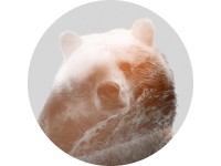 Komar Samolepiaca vliesová fototapeta Dot Bearava pr. 125 cm