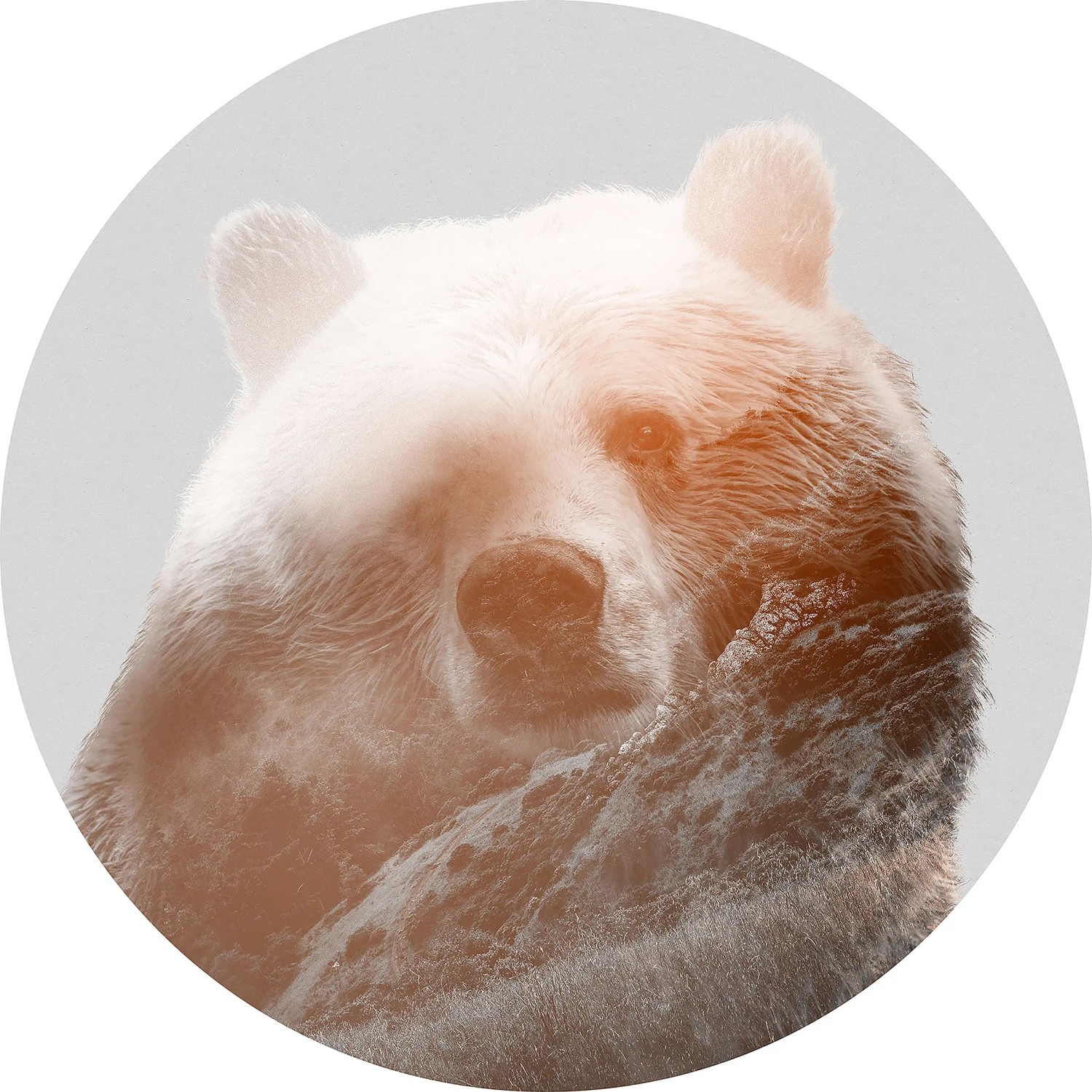 E-shop Komar Samolepiaca vliesová fototapeta Dot Bearava pr. 125 cm