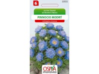 Semienka Astrovka čínska Pinnocio Dwarf, modrá (Callistephus chinensis)