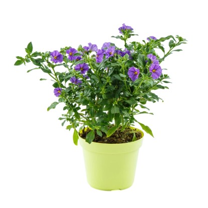Horcový stromček (Solanum rantonetti) krík, výška cca 50 cm, pr. kv. 17 cm