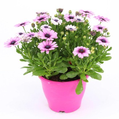 Royal Lemkes Lúčovka (Osteospermum) rôzne farby výška 30-45 cm, pr. cca 19 cm