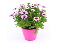 Royal Lemkes Lúčovka (Osteospermum) rôzne farby výška 30-45 cm, pr. cca 19 cm