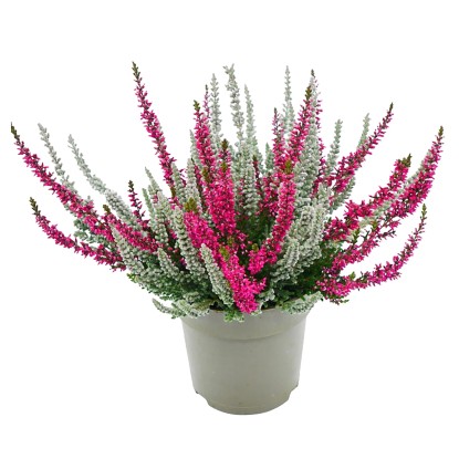 Landgard Vres obyčajný (Calluna vulgaris) "Fluffy Twin" cca v. 10-20 cm pr. 11cm