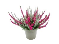 Landgard Vres obyčajný (Calluna vulgaris) 