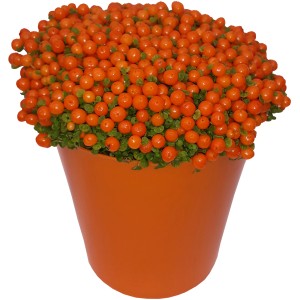 Koralový mach Astrid v oranžovom keramickom kvetináči, izbová rastlina.