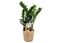 Zelené rastliny v kvetináči z morskej trávy rôzne druhy 50-70 cm, pr. 17 cm