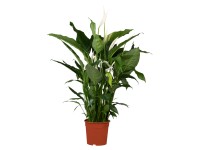 Lopatkovec (Spathiphyllum) 