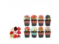 Hviezdnik (Hippeastrum hybride) v obale na kvetináč, rôzne druhy, pr. 13 cm