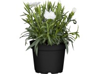 Klinček záhradný priemer kvetináča cca 12 cm Dianthus caryophyllus