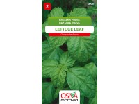 Osiva Moravia Semienka Bazalka pravá Lettuce Leaf (Ocimum basilicum)