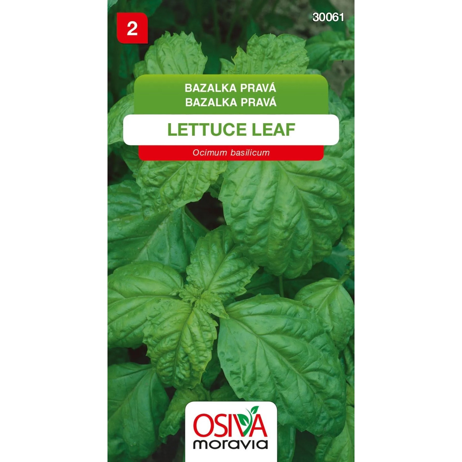 E-shop Osiva Moravia Semienka Bazalka pravá Lettuce Leaf (Ocimum basilicum)