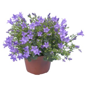 Zvonček Get Mee modrý v kvetináči, kvitnúca izbová rastlina od GROW by OBI.