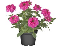 OBI Verbena hybrida priemer kvetináča cca 19 cm Verbena