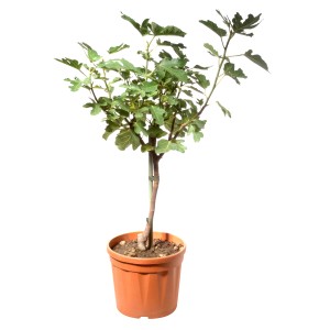 Figovník (Ficus carica) v kvetináči, výška cca 125-150 cm, so zelenými listami.